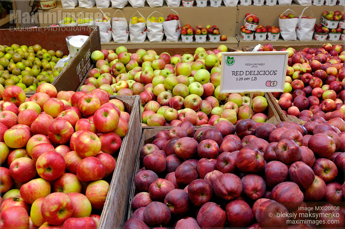 Apples at a farm market Stock photo of Apples at a farm market Buy commercial use license at MaximImages