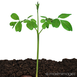 Stock photo collection: Gardening and Horticulture stock photos
