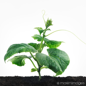 High-end product_photography photo retouching example