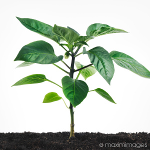 High-end product_photography photo retouching example