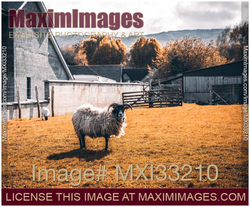 Domestic goat at a farm in Ireland