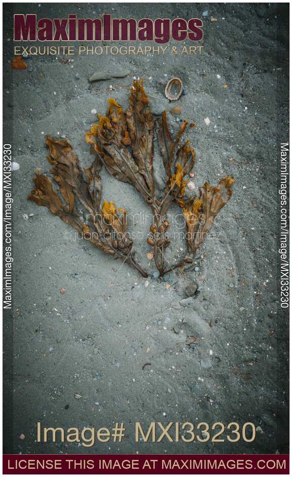 Artistic still life of seaweed on sandy sea shore