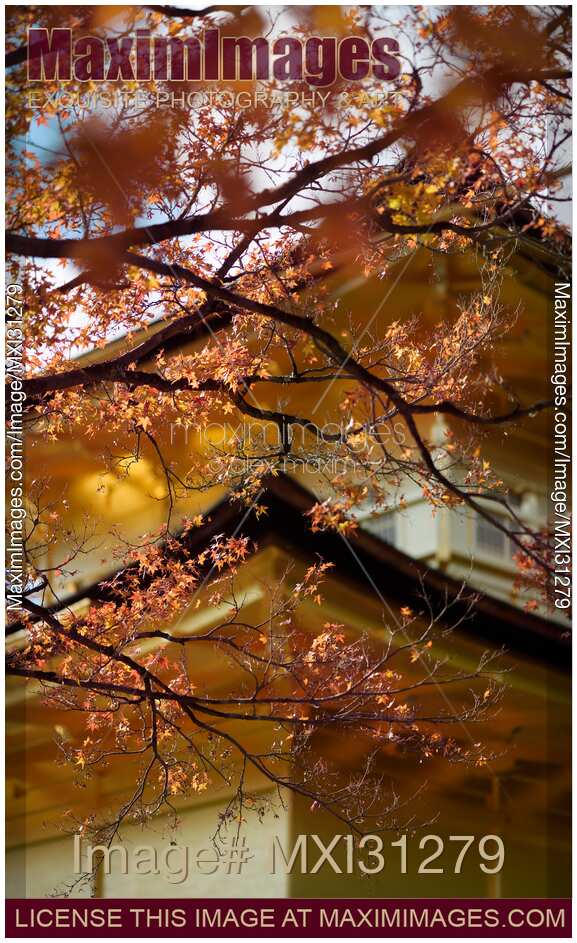 Abstract autumn scenery of Kinkakuji Temple of the Golden Pavilion behind red tree leaves