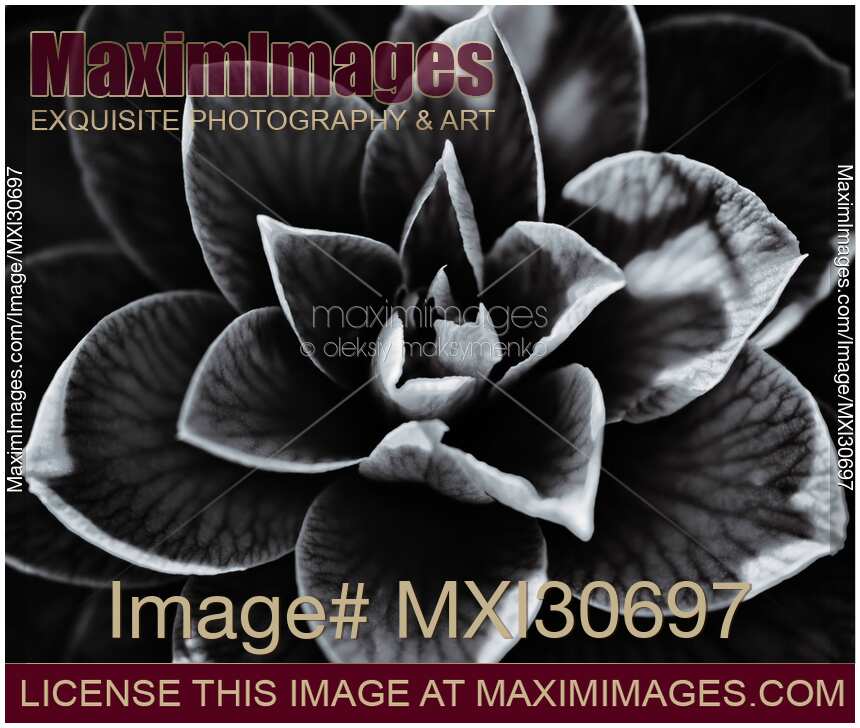 Abstract closeup of a Japanese camellia flower petals contrast black and white detail