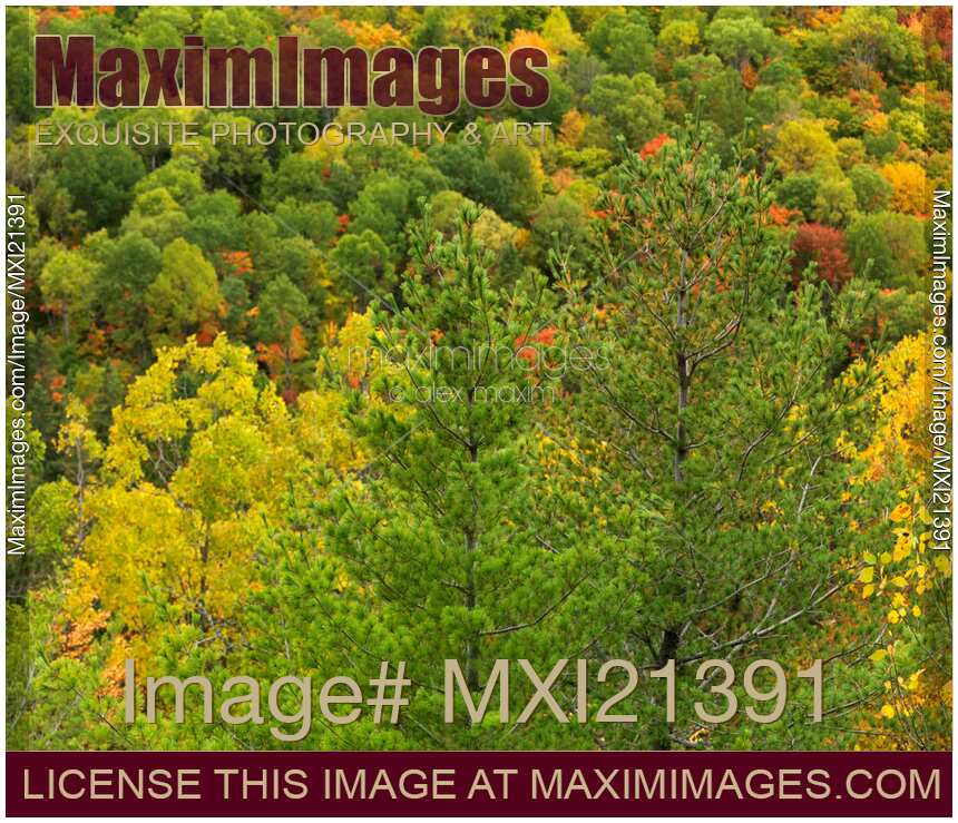 Abstract Colorful Trees in Fall