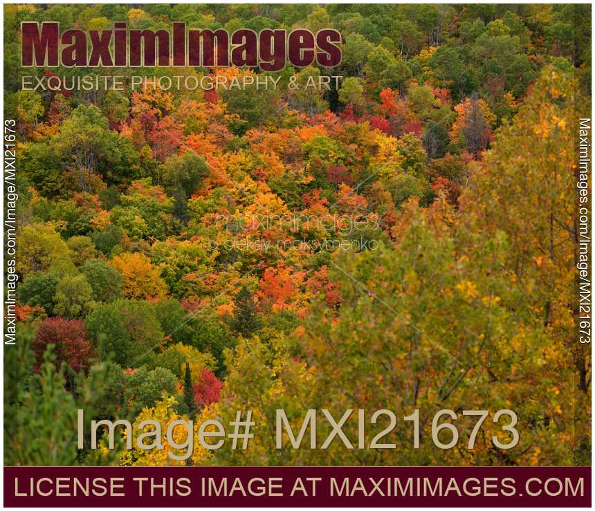 Abstract Colorful Trees in Fall