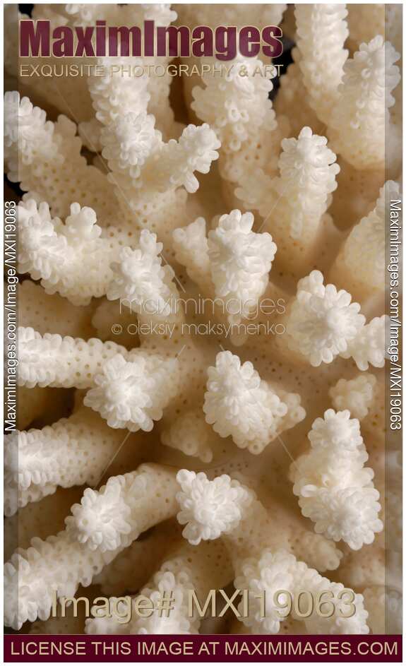 Abstract Coral Texture
