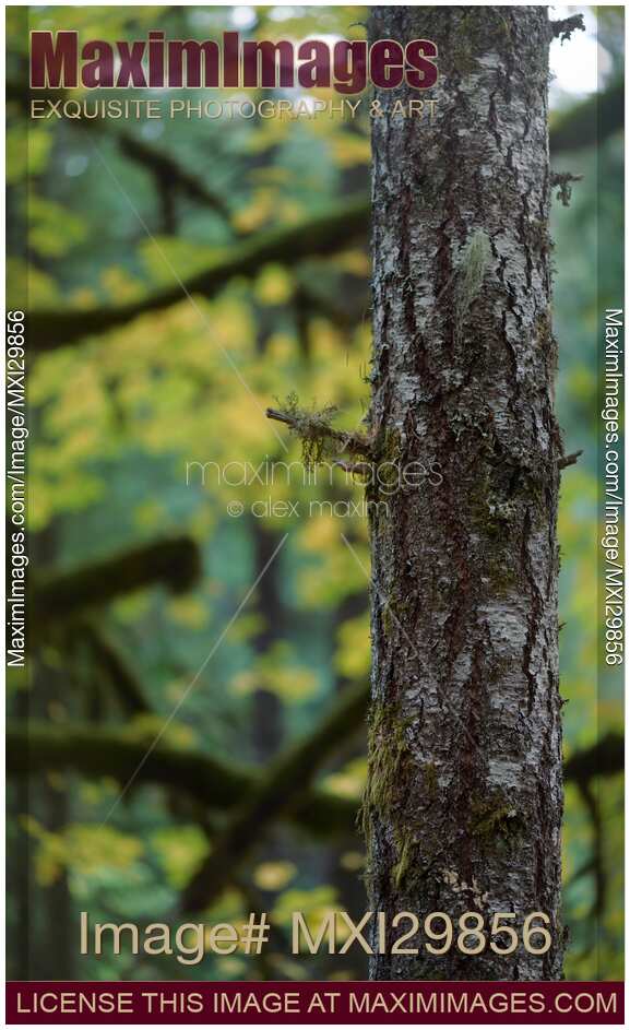 Abstract fall nature detail Fir tree trunk and autumn foliage