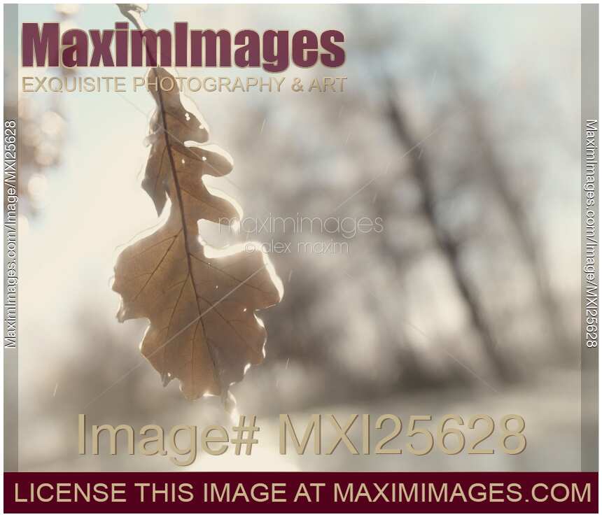 Abstract fall nature scenery of frozen leaf in rain