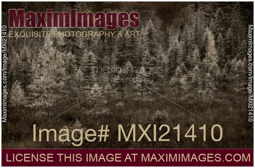 Abstract Fall Scenery