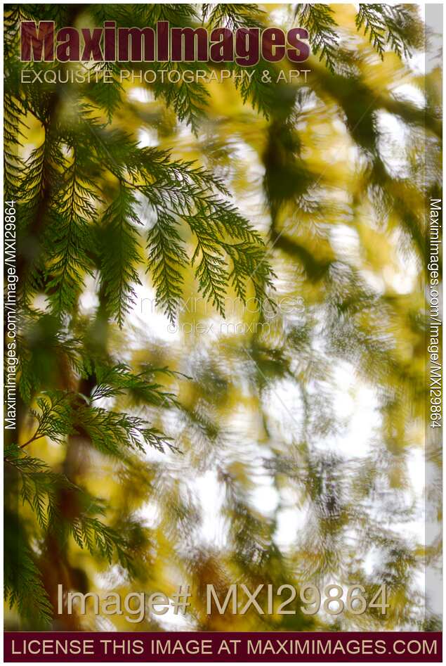 Abstract nature closeup cedar branches and yellow autum tree leaves in the background