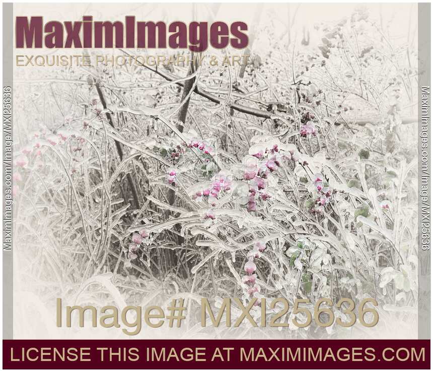 Abstract sepia toned frozen branches