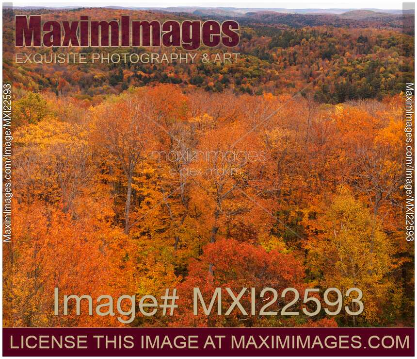 Aerial Fall Nature Scenery of a Forest