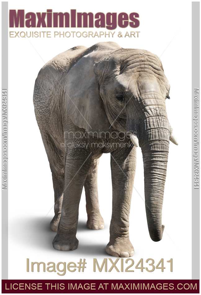 African elaphant isolated on white