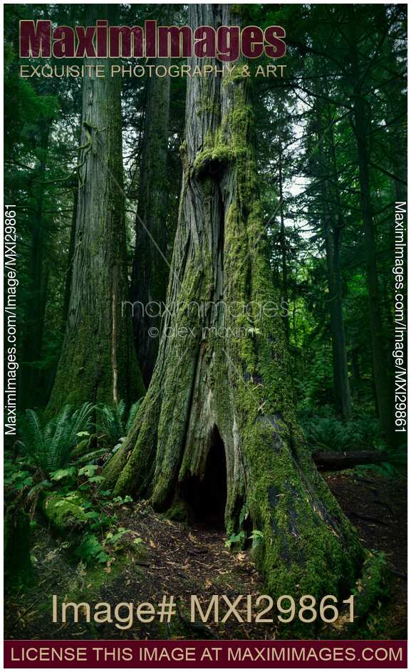 Ancient Douglas fir trees in Cathedral grove forest of MacMillan Provincial Park Vancouver Island