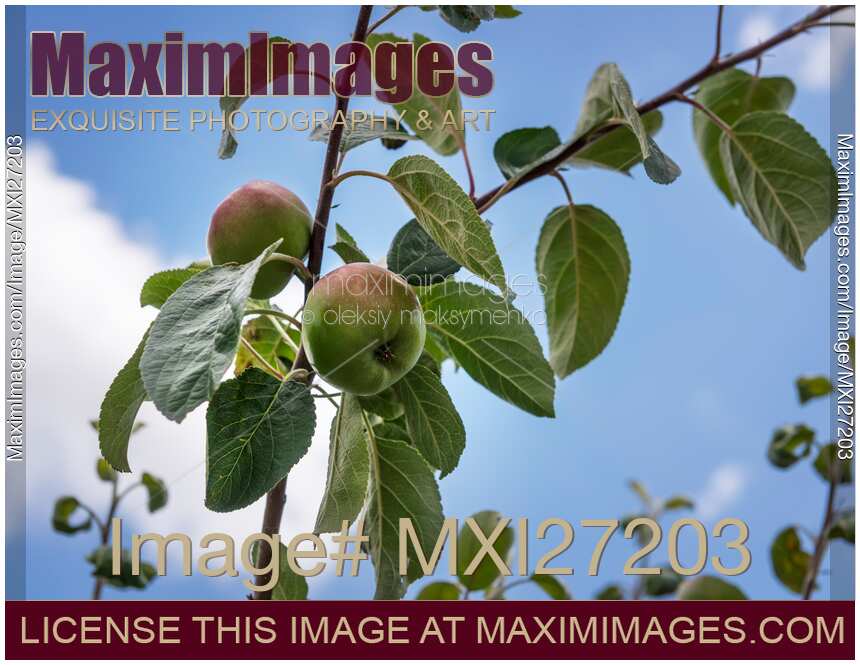 Apples on a tree branch
