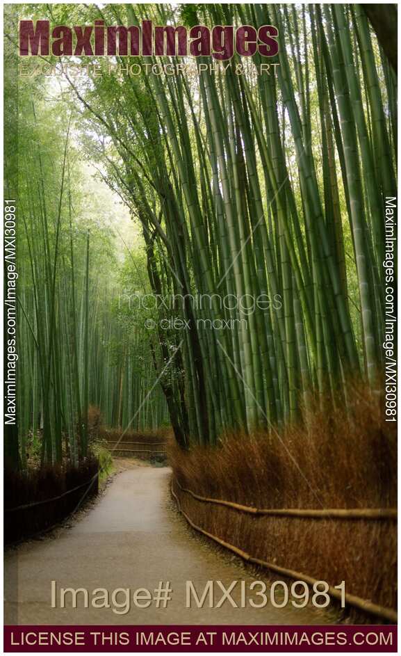Arashiyama bamboo forest artistic tranquil scenery