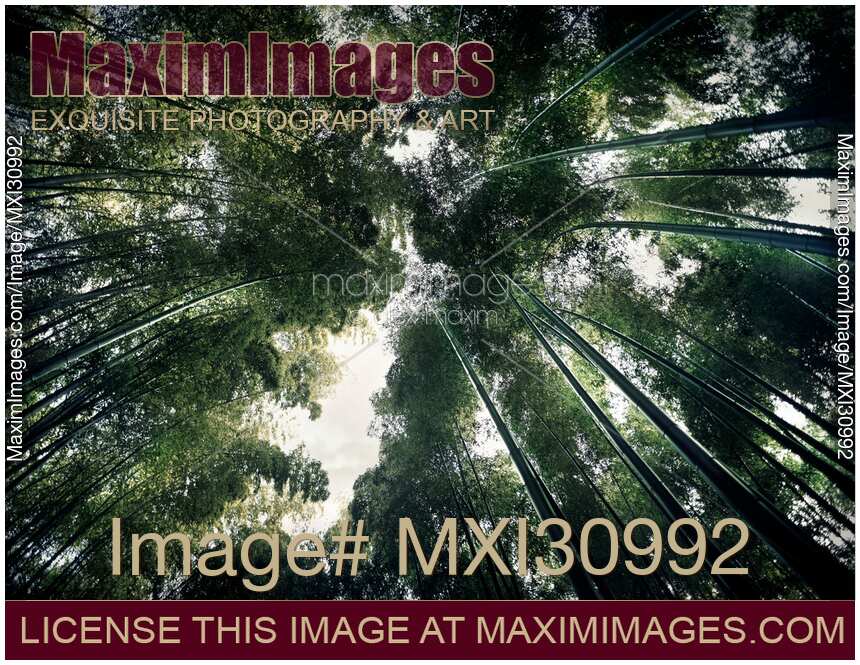 Arashiyama bamboo forest artistic view of tree tops from below
