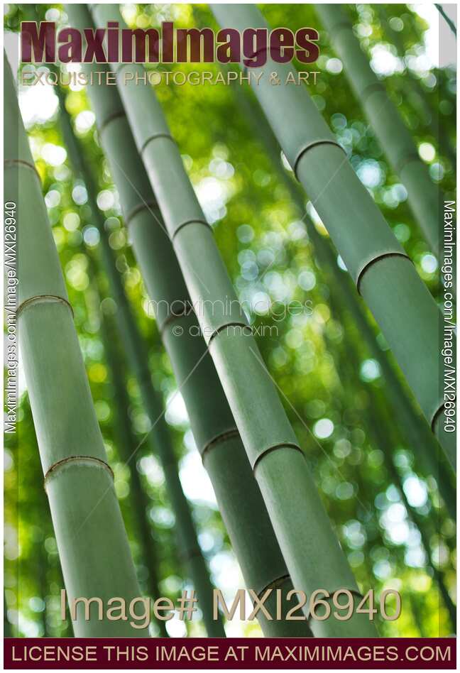 Arashiyama bamboo forest closeup