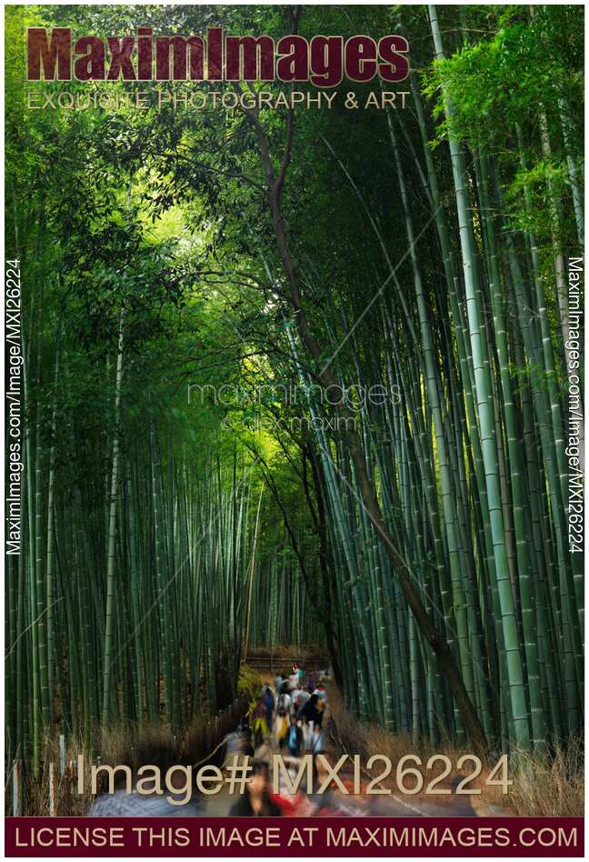 Arashiyama bamboo forest in Kyoto