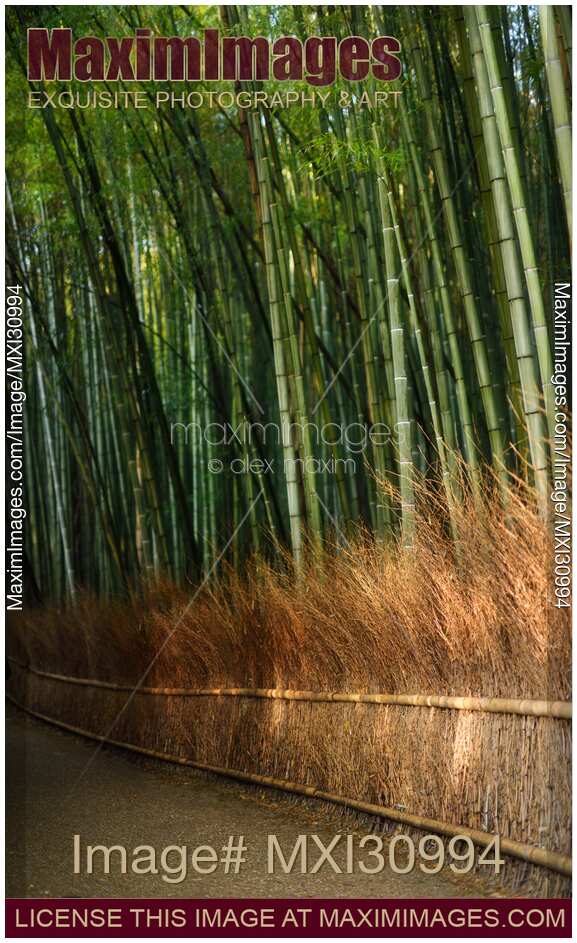 Arashiyama bamboo forest in morning sunshine