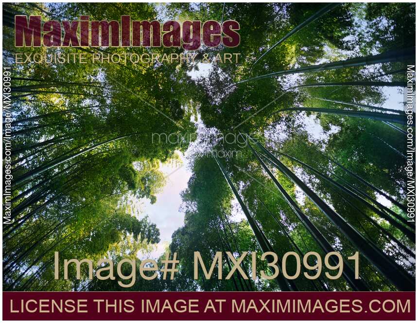 Arashiyama bamboo forest skyward low angle view of arching tree tops
