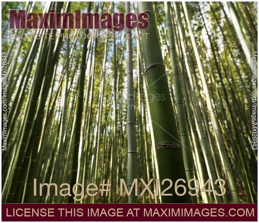 Arashiyama bamboo forest stems