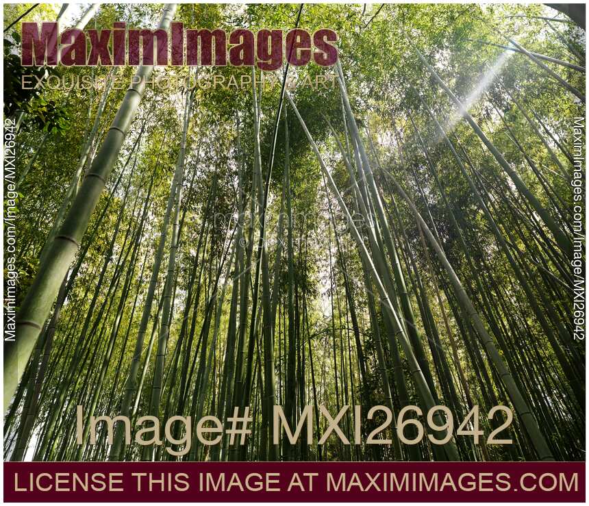 Arashiyama bamboo forest
