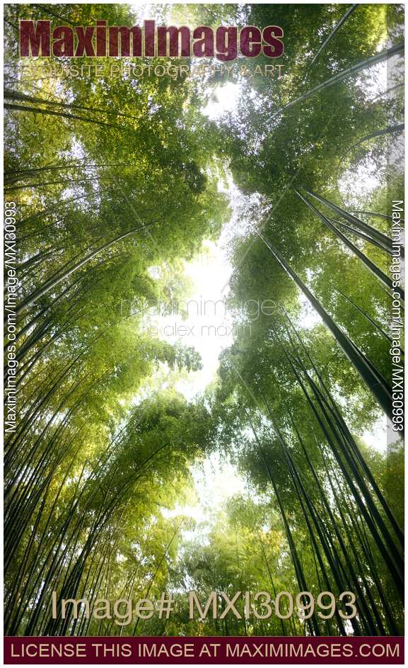 Arashiyama bamboo forest tree tops glowing in bright sunlight