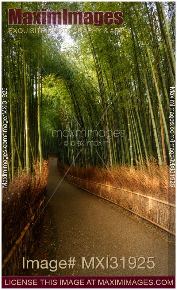 Arashiyama bamboo grove artistic tranquil sunlit scenery