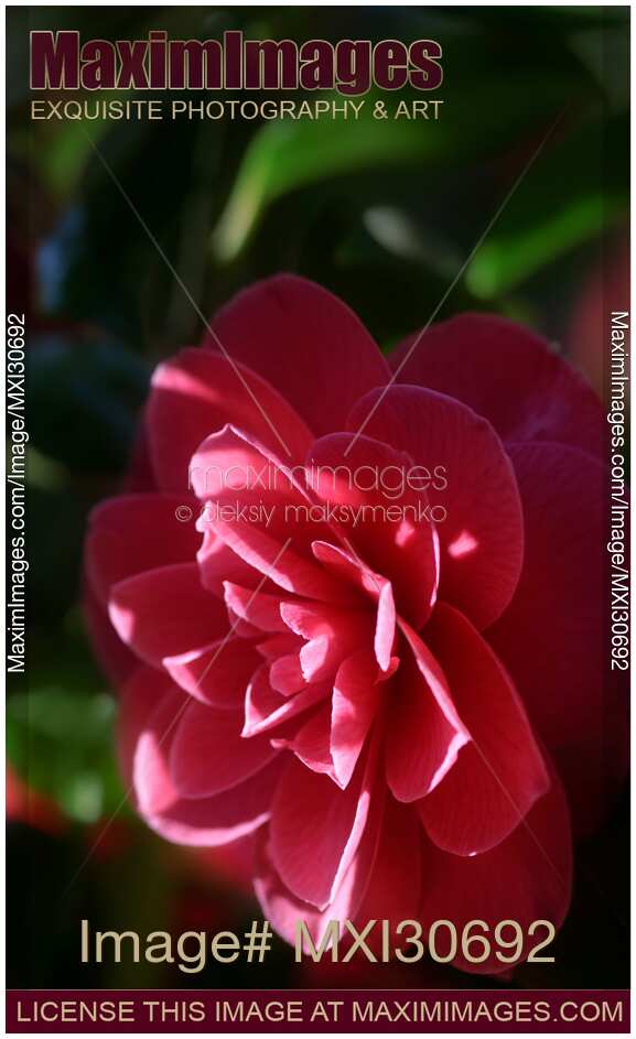 Artistic abstract closeup of a red Camellia Japonica flower petals in shade