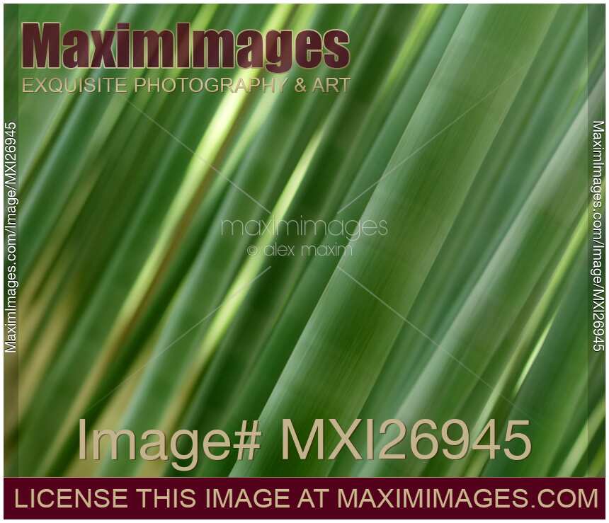 Artistic abstract of bamboo forest culms