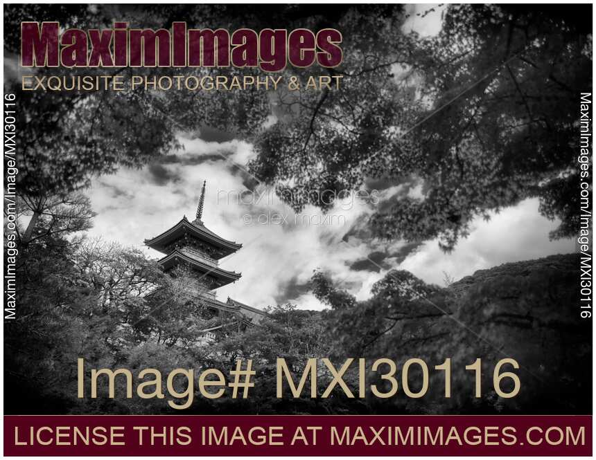 Artistic black and white scenery of Sanjunoto pagoda in behind maple trees at Kiyomizu-dera Kyoto Japan