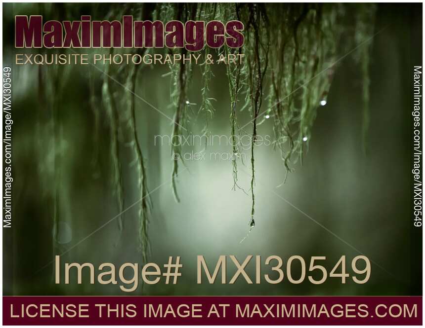 Artistic close-up of water droplets hanging from mossy tree branches in deep green forest