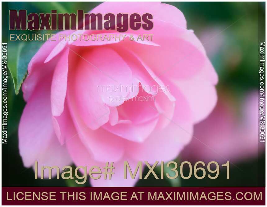 Artistic closeup of a beautiful pink Camellia Japonica flower