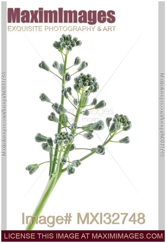 Artistic closeup of broccoli florets isolated on white