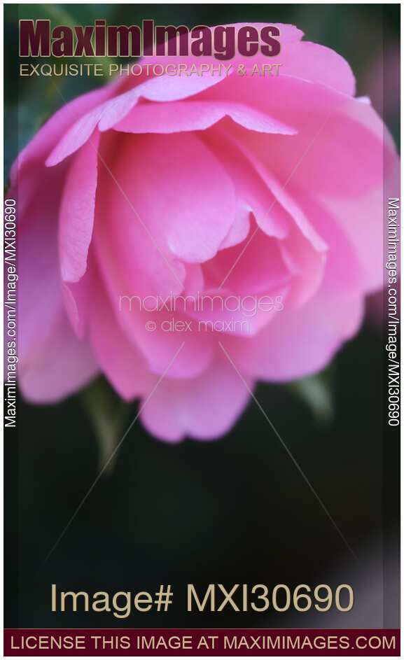 Artistic closeup of Camellia Japonica Pink Perfection flower in soft colors