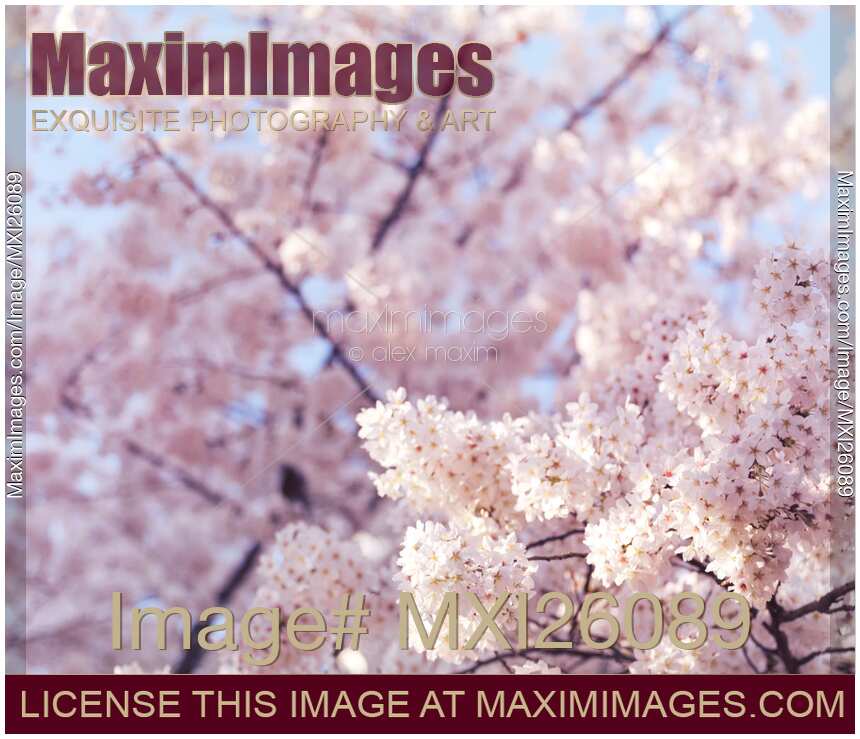 Artistic closeup of cherry blossom