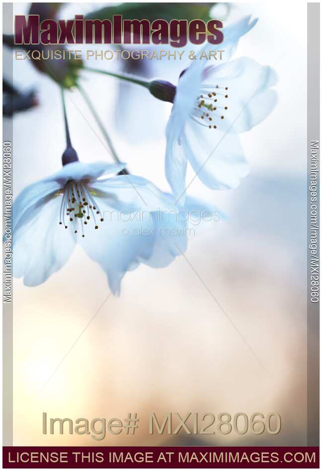 Artistic closeup of cherry blossom