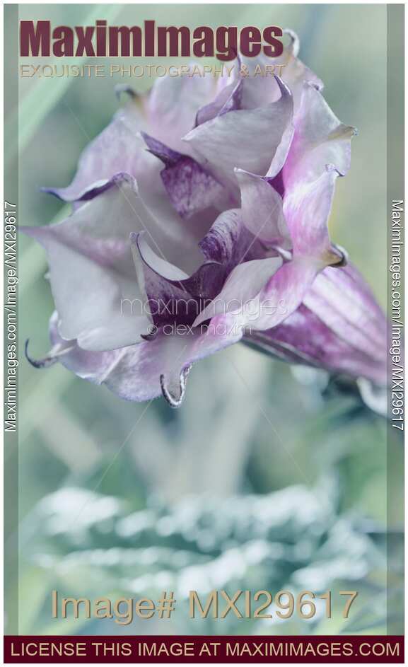 Artistic closeup of Datura Ballerina Purple flower blossom