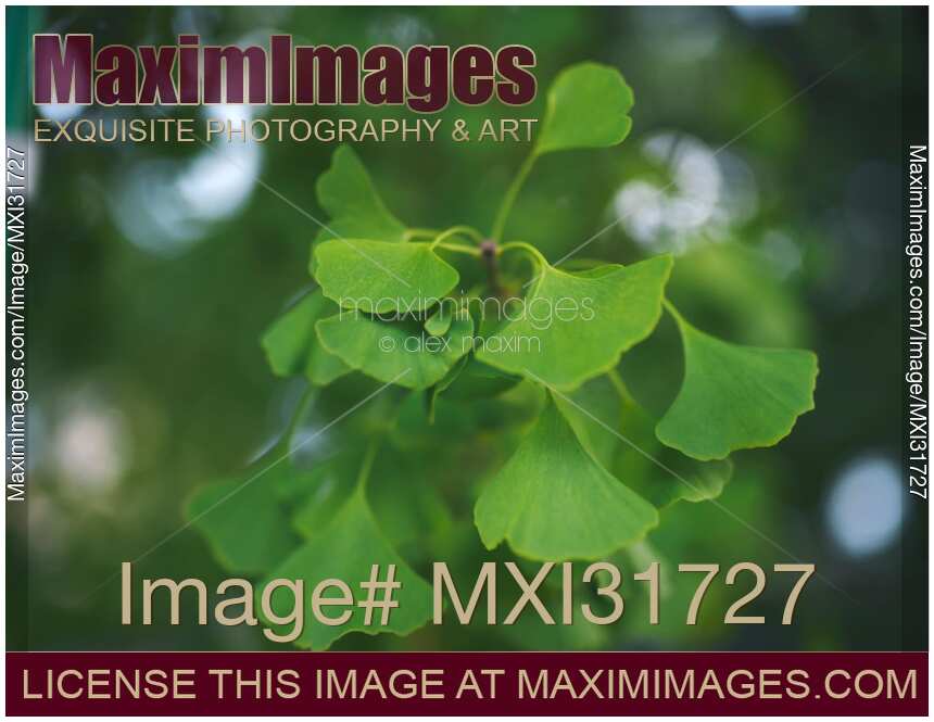 Artistic closeup of green Ginkgo tree leaves