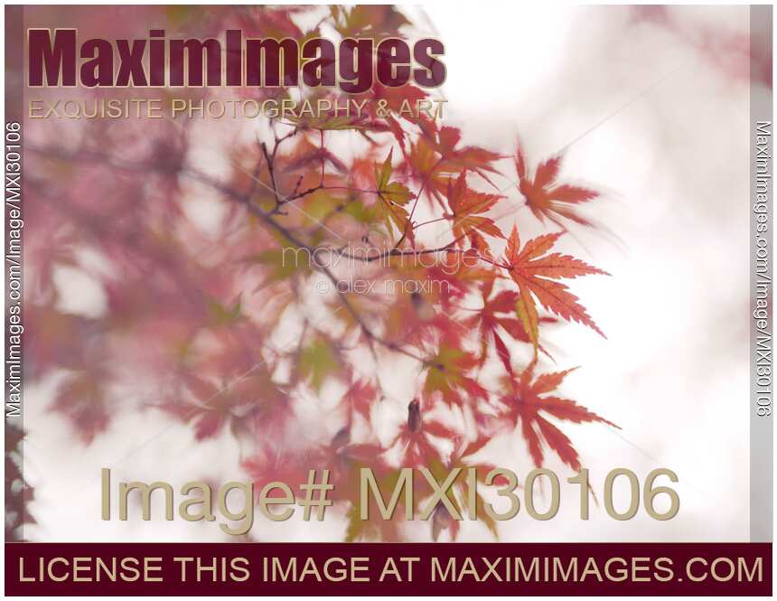 Artistic closeup of Japanese maple red leaves in autumn fog