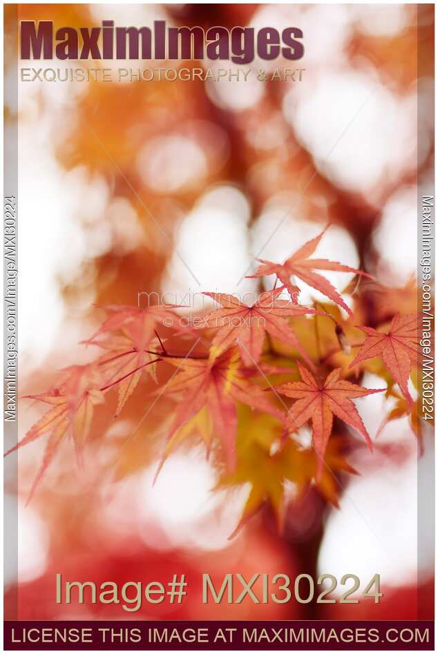Artistic closeup of Japanese maple red leaves in autumn misty sunlight abstract background
