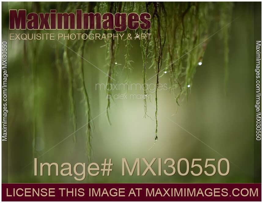 Artistic closeup of water drops on mossy tree branches