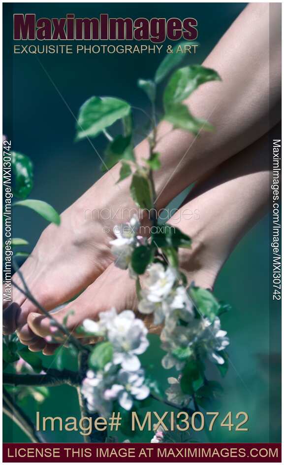 Artistic closeup of young woman bare feet touching the apple tree blossoms