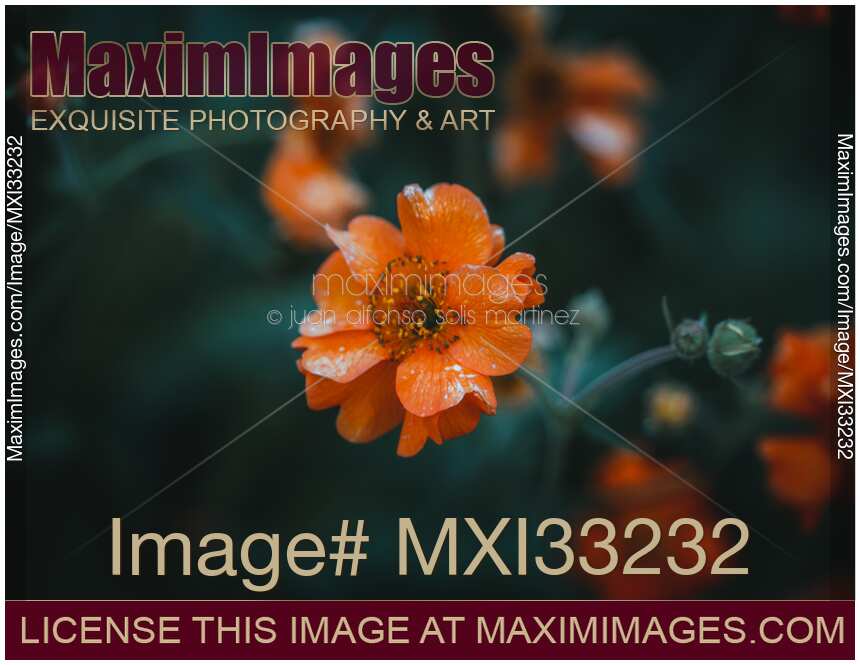Artistic moody closeup of a wild orange flower on dark green background