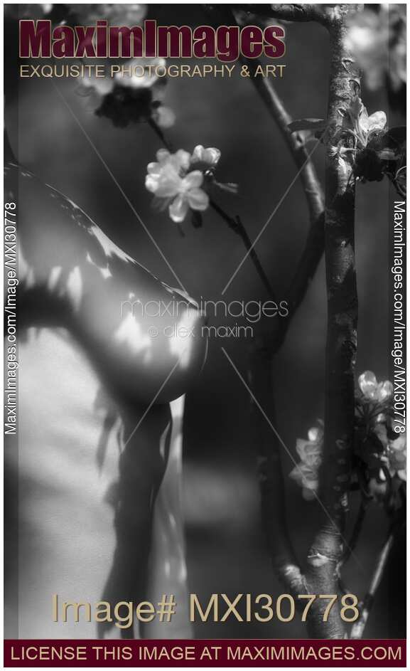 Artistic nude black and white closeup of a naked woman breast under apple tree blossom flowers