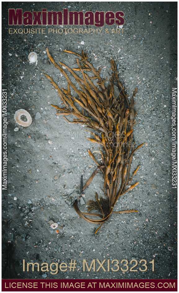 Artistic still life of seaweed on sandy sea shore