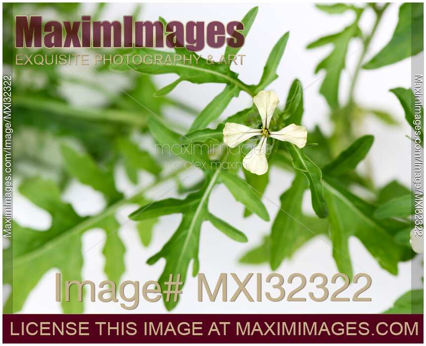 Arugula Eruca vesicaria Rocket closeup of plant