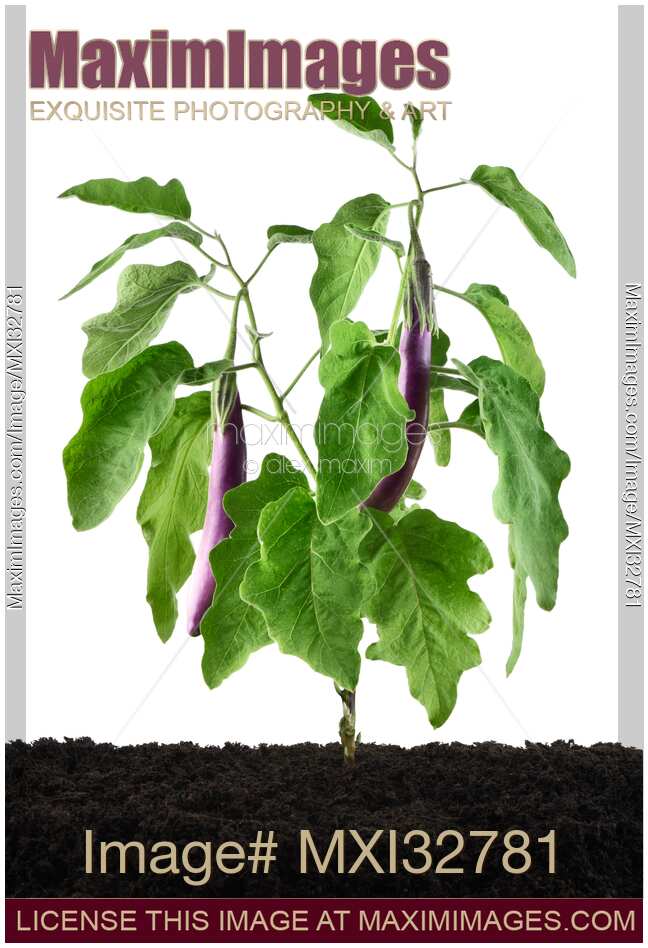 Asian eggplant aubergine plant Ping Tung Long fruiting with purple eggplants isolated on white